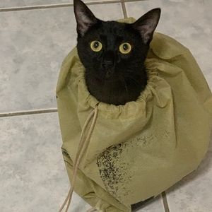 Meet your Posher, Bees